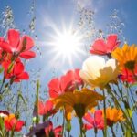 fiori-dal-basso-corbis-42-27041373