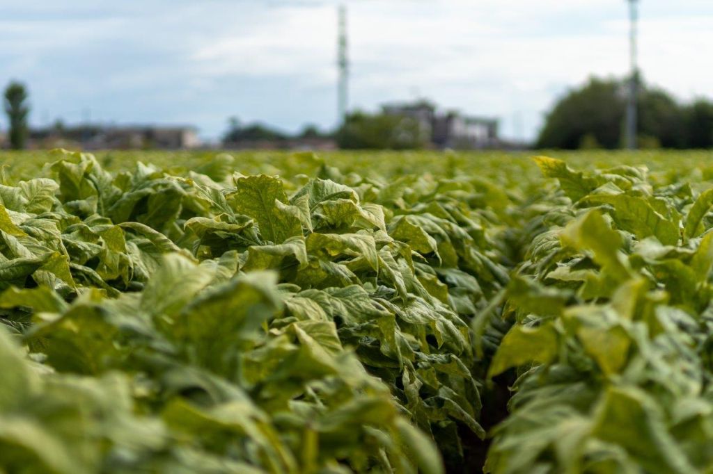 Sigarette illecite in aumento in Ue, Italia modello nel contrasto