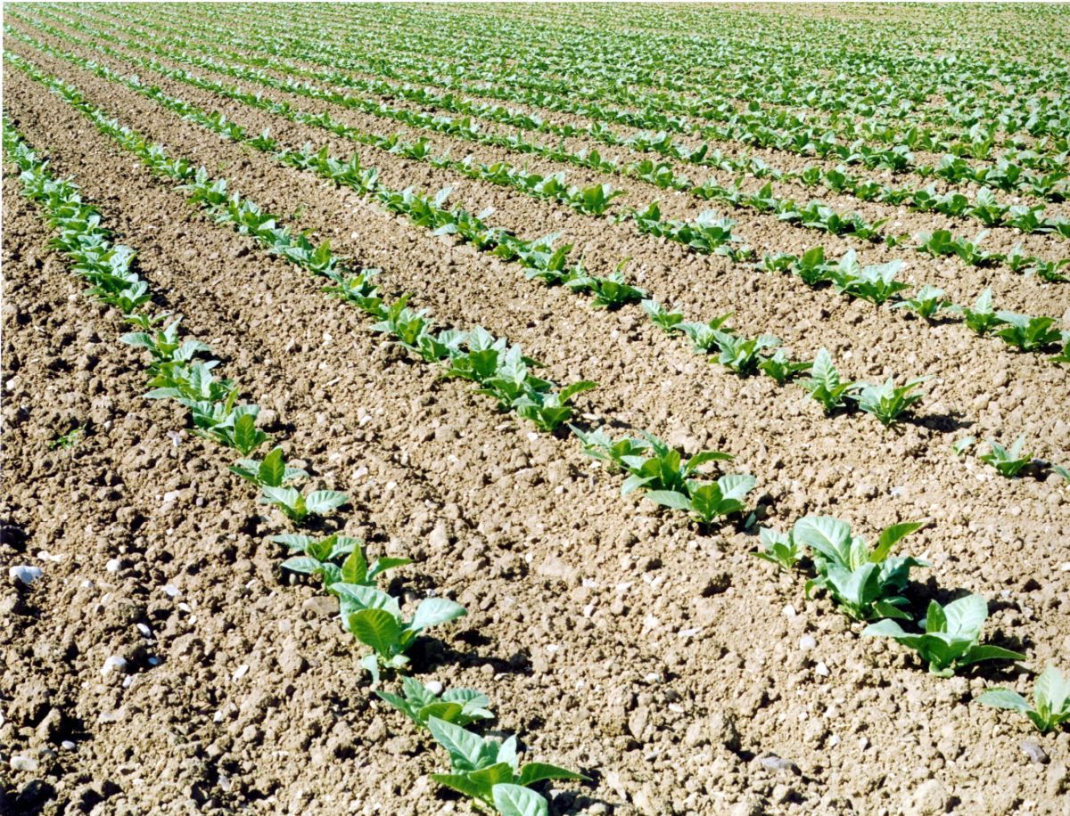 Tabacco, Fit “Anche da OMS rischio duro colpo per il settore”