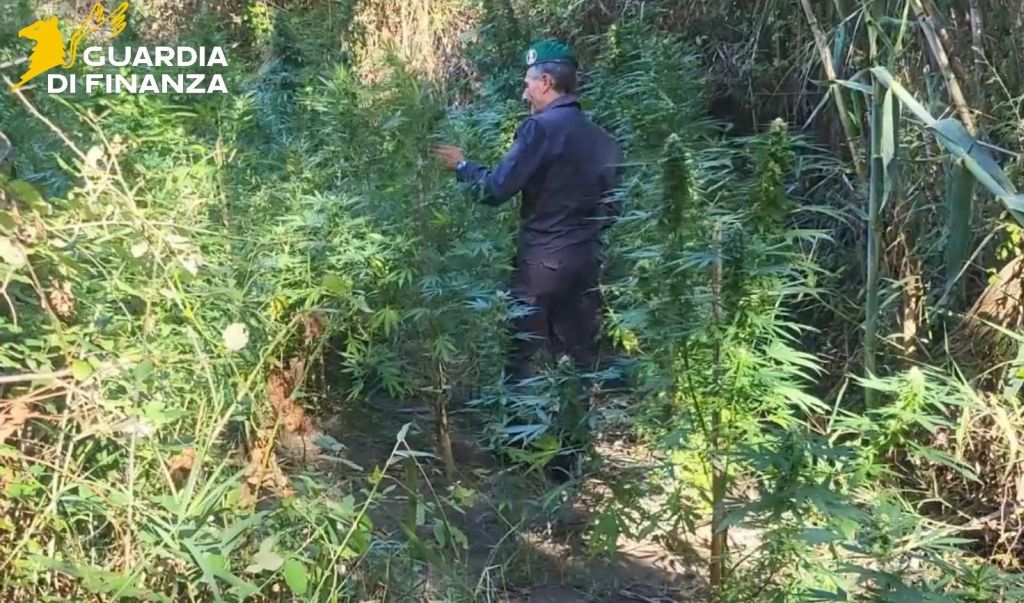 Catanzaro, scoperte due piantagioni di Canapa Indiana lungo il fiume Corace